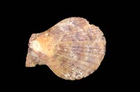 藏品(多彩海扇蛤)的圖片